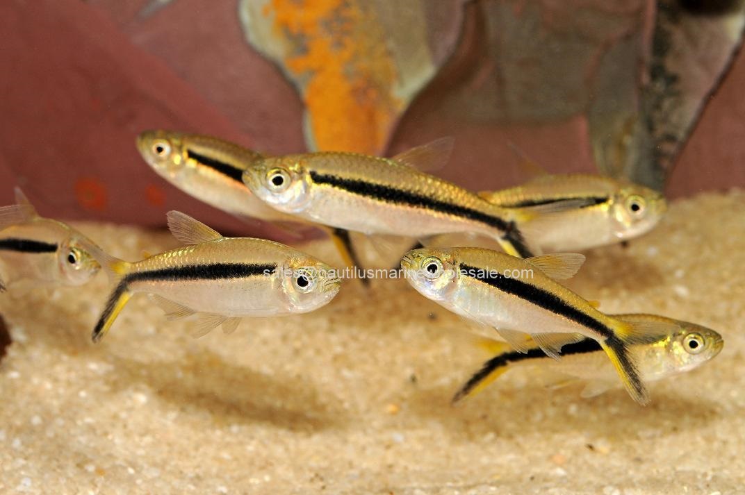 Penguin "Hockeystick" Tetra