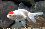 Red Cap Oranda Goldfish