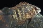Uaru Fernandezyepezi Cichlid
