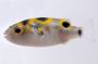 Figure Eight Puffer