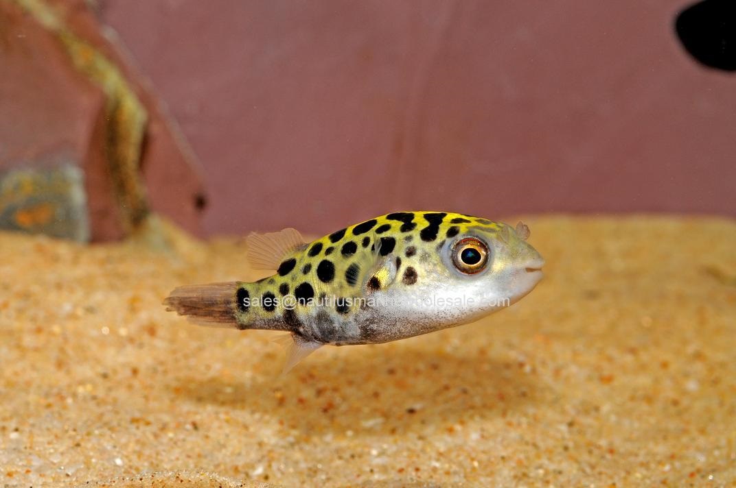 Green Spotted Puffer