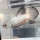 Roundtail Hellboy Male Betta