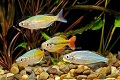 Rainbowfish Community Tank Tips