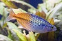 Boesmani Rainbowfish