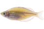 Dwarf Neon Rainbowfish (Praecox)