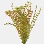 Rotala Vietnam Plant