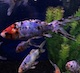 Shubunkin Goldfish  3-4"
