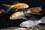 Butterfly Koi Small 3-4"