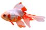 Fantail Goldfish&nbsp;&nbsp;Small