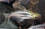 Assorted Rainbow/Redtail Shark