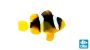Pearl-Eye Clarkii Clownfish
