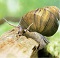 Trapdoor Pond Snail