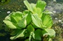 Dwarf Water Lettuce Plant