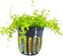 Pearlweed - Potted