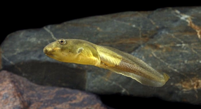 Bullfrog Tadpole