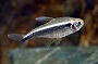 Black Neon Tetra