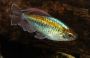 Congo Tetra - Med