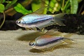 Emperor Tetra