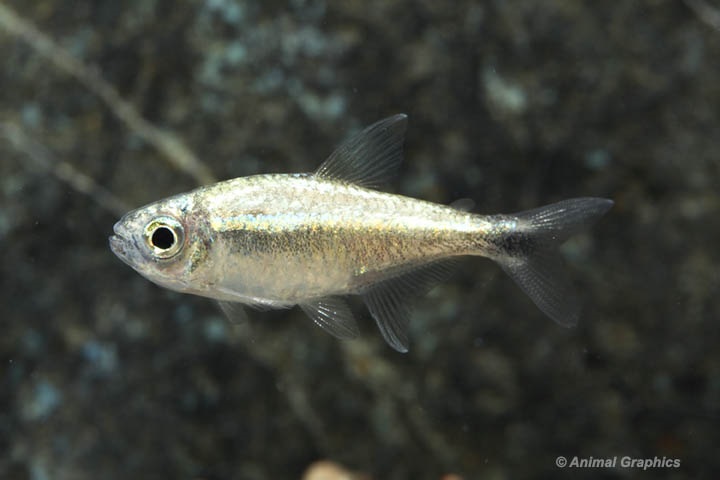 Gold Tetra