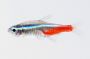 Neon Tetra (Florida Bred)