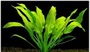 Amazon Sword Plant