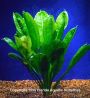 Tropica Sword Plant