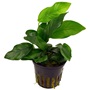 Anubias Plant - Bare Root LG