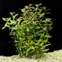 Ludwigia Narrow Leaf Plant