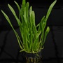 Assorted Potted Plant