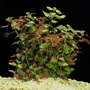 Ludwigia Ovalis
