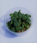 Red Root Floater Plant/ cup