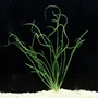 Crinum Plant