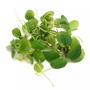 Frogbit Plant