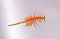 LIVE BRINE SHRIMP TRIPLE PORTION