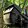Boss-vac Pro 12bu Dfs Bagger