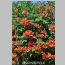 BALBOA SUNSET TRUMPET VINE 1 GAL