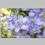 CLEMATIS BLUE LIGHT 1 GALLON