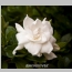 GARDENIA AUGUST BEAUTY 5 GAL.