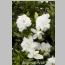 GARDENIA SUMMER SNOW 1 GAL.