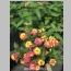 LANTANA CONFETTI 1 GALLON
