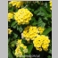 LANTANA CHAPEL HILL 1 GALLON