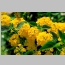 LANTANA GOLD RUSH 1 GALLON