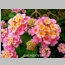 LANTANA MOZELLE 1 GALLON