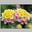 LANTANA MARY ANN 1 GALLON