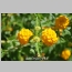 LANTANA NEW GOLD 1 GALLON