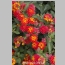 LANTANA RADIATION 1 GALLON
