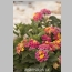 LANTANA RAINBOW 1 GALLON
