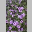 LANTANA SELLOWIANA 1 GALLON