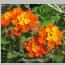LANTANA TANGERINE 1 GALLON