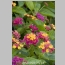 LANTANA TEENIE GENIE 1 GALLON
